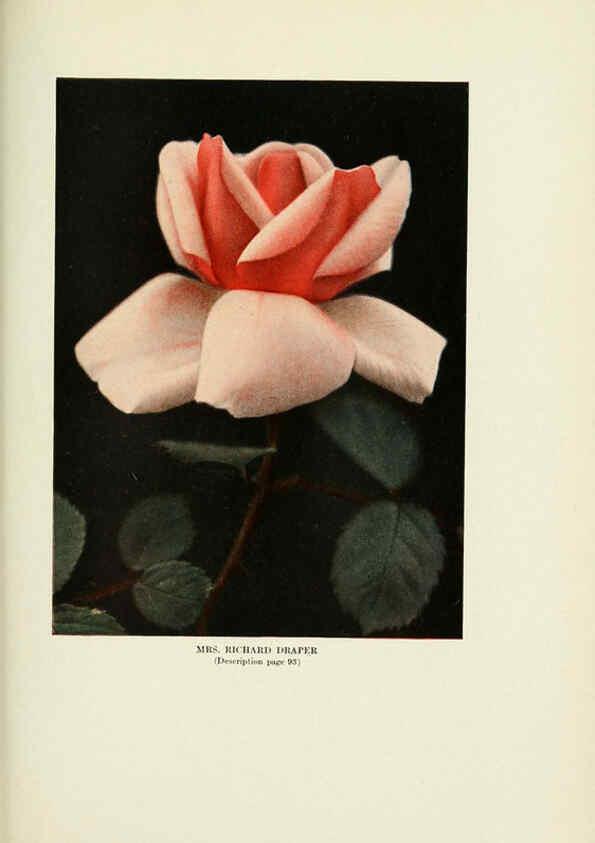 Reproducción/Reproduction 6309190290: The practical book of outdoor rose growing for the home garden Philadelphia and London,J.B. Lippincott, Co.,1920