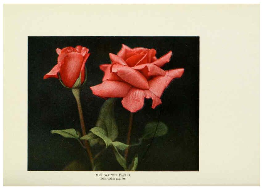 Reproducción/Reproduction 6309190442: The practical book of outdoor rose growing for the home garden Philadelphia and London,J.B. Lippincott, Co.,1920
