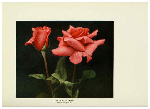 Reproducción/Reproduction 6309190442: The practical book of outdoor rose growing for the home garden Philadelphia and London,J.B. Lippincott, Co.,1920