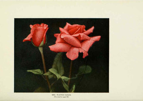Reproducción/Reproduction 6309190442: The practical book of outdoor rose growing for the home garden Philadelphia and London,J.B. Lippincott, Co.,1920