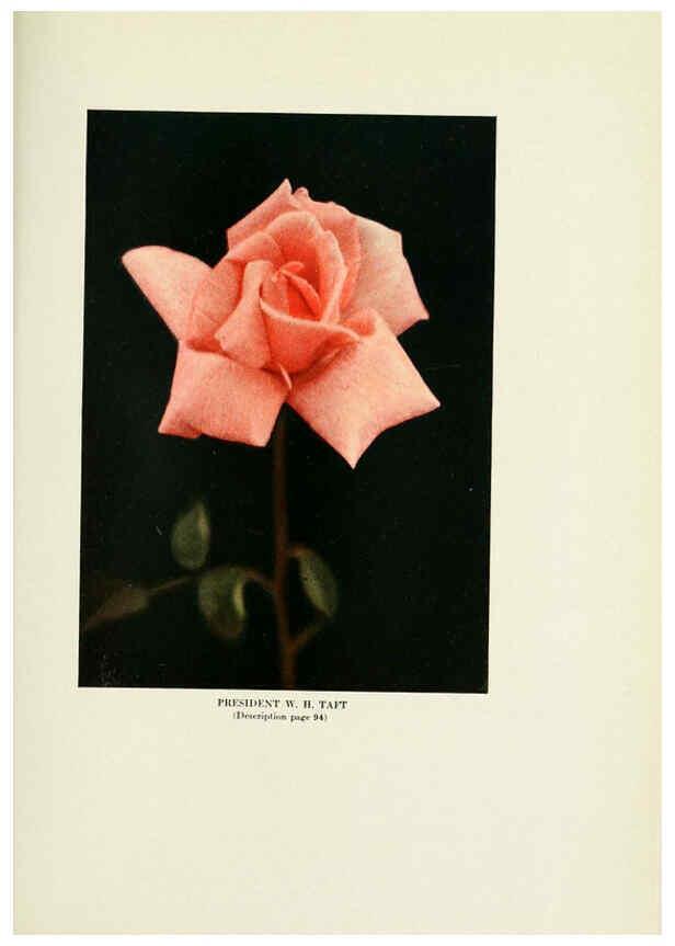 Reproducción/Reproduction 6309190610: The practical book of outdoor rose growing for the home garden Philadelphia and London,J.B. Lippincott, Co.,1920