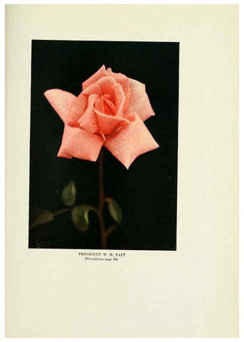 Reproducción/Reproduction 6309190610: The practical book of outdoor rose growing for the home garden Philadelphia and London,J.B. Lippincott, Co.,1920