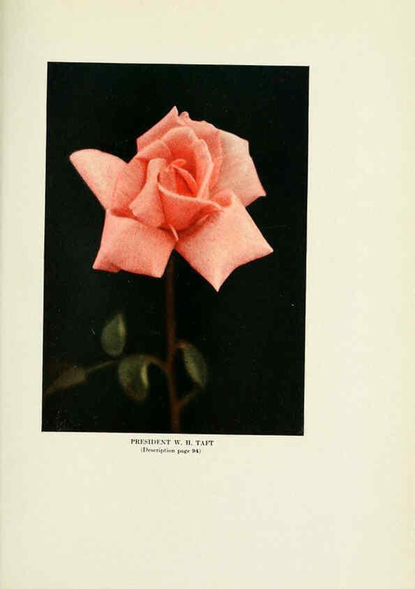 Reproducción/Reproduction 6309190610: The practical book of outdoor rose growing for the home garden Philadelphia and London,J.B. Lippincott, Co.,1920