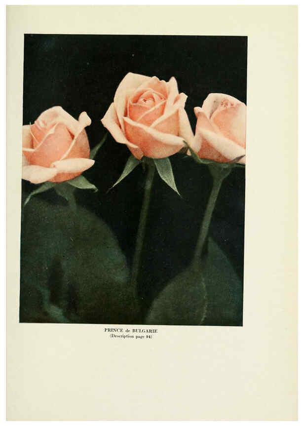 Reproducción/Reproduction 6308669659: The practical book of outdoor rose growing for the home garden Philadelphia and London,J.B. Lippincott, Co.,1920