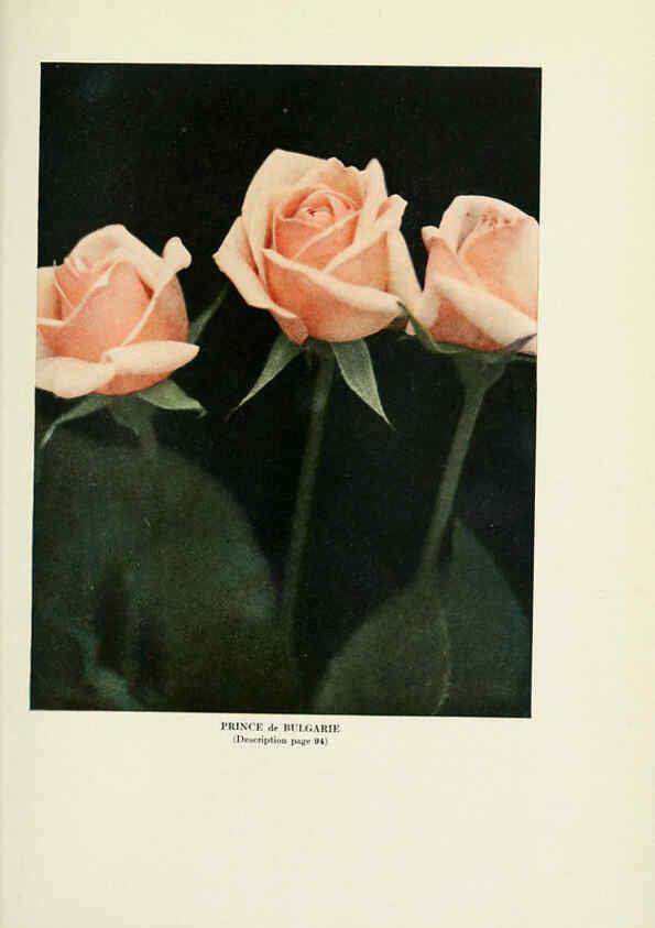 Reproducción/Reproduction 6308669659: The practical book of outdoor rose growing for the home garden Philadelphia and London,J.B. Lippincott, Co.,1920