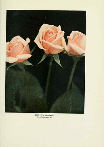 Reproducción/Reproduction 6308669659: The practical book of outdoor rose growing for the home garden Philadelphia and London,J.B. Lippincott, Co.,1920