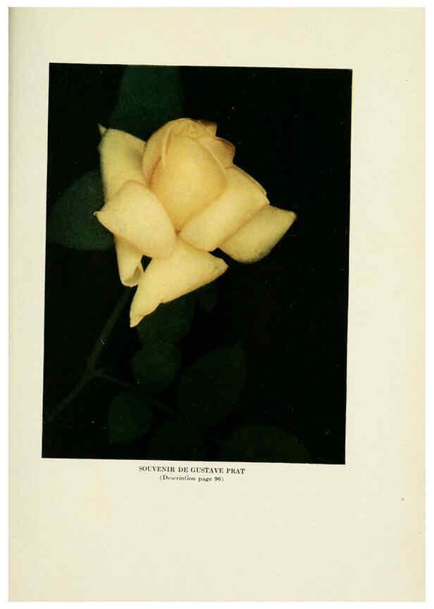Reproducción/Reproduction 6308669803: The practical book of outdoor rose growing for the home garden Philadelphia and London,J.B. Lippincott, Co.,1920