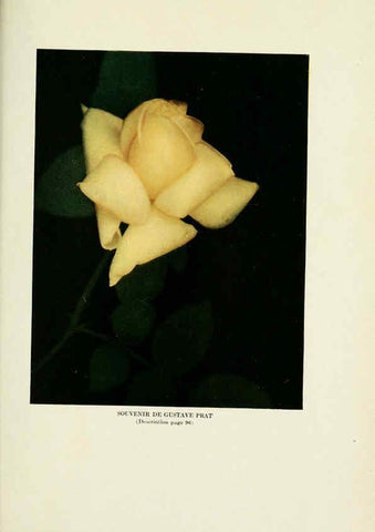 Reproducción/Reproduction 6308669803: The practical book of outdoor rose growing for the home garden Philadelphia and London,J.B. Lippincott, Co.,1920