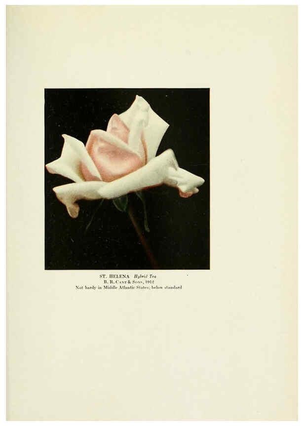 Reproducción/Reproduction 6308669949: The practical book of outdoor rose growing for the home garden Philadelphia and London,J.B. Lippincott, Co.,1920