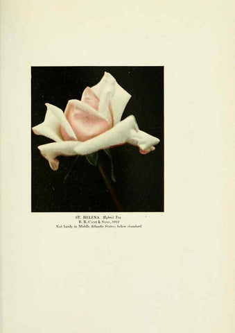 Reproducción/Reproduction 6308669949: The practical book of outdoor rose growing for the home garden Philadelphia and London,J.B. Lippincott, Co.,1920