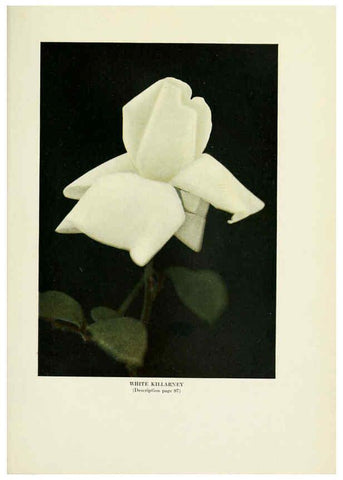 Reproducción/Reproduction 6308670077: The practical book of outdoor rose growing for the home garden Philadelphia and London,J.B. Lippincott, Co.,1920