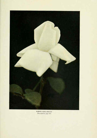 Reproducción/Reproduction 6308670077: The practical book of outdoor rose growing for the home garden Philadelphia and London,J.B. Lippincott, Co.,1920