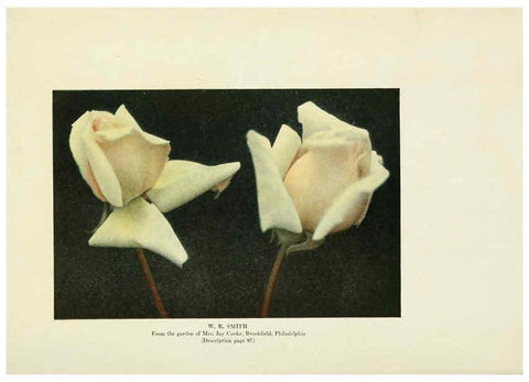 Reproducción/Reproduction 6308670231: The practical book of outdoor rose growing for the home garden Philadelphia and London,J.B. Lippincott, Co.,1920