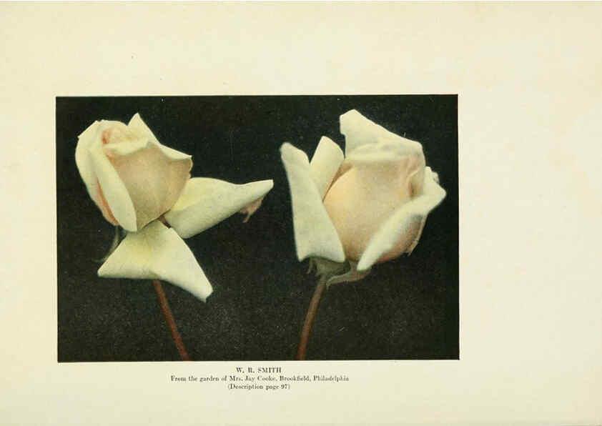 Reproducción/Reproduction 6308670231: The practical book of outdoor rose growing for the home garden Philadelphia and London,J.B. Lippincott, Co.,1920