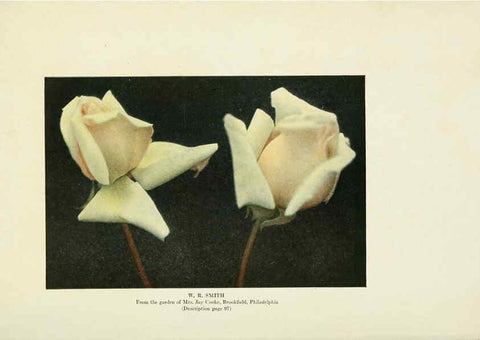 Reproducción/Reproduction 6308670231: The practical book of outdoor rose growing for the home garden Philadelphia and London,J.B. Lippincott, Co.,1920