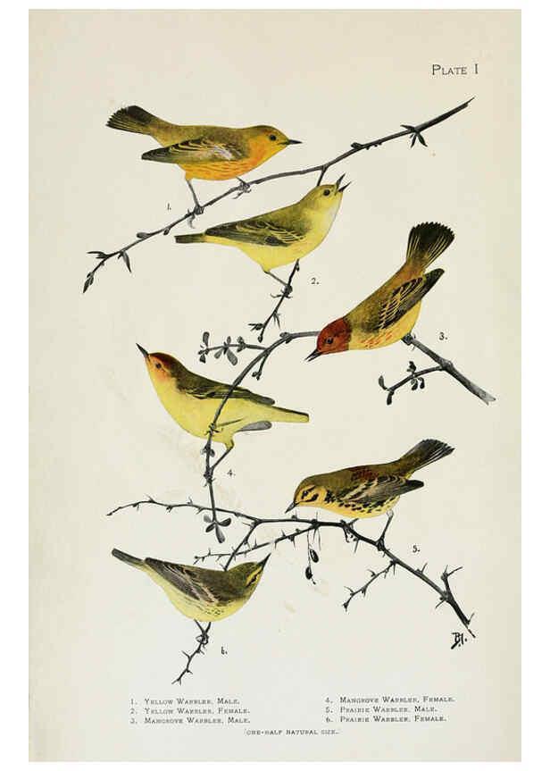 Reproducción/Reproduction 6309255778: The warblers of North America New York,D. Appleton & Company,1907