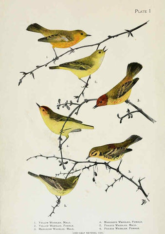 Reproducción/Reproduction 6309255778: The warblers of North America New York,D. Appleton & Company,1907