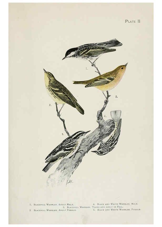 Reproducción/Reproduction 6309256088: The warblers of North America New York,D. Appleton & Company,1907