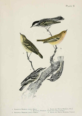 Reproducción/Reproduction 6309256088: The warblers of North America New York,D. Appleton & Company,1907