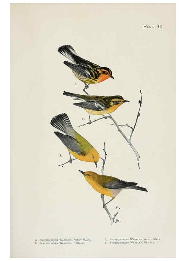 Reproducción/Reproduction 6308736533: The warblers of North America New York,D. Appleton & Company,1907