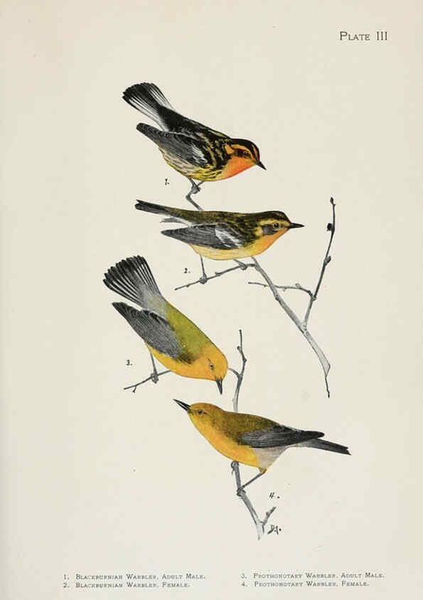 Reproducción/Reproduction 6308736533: The warblers of North America New York,D. Appleton & Company,1907