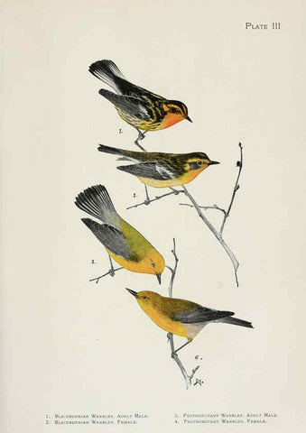 Reproducción/Reproduction 6308736533: The warblers of North America New York,D. Appleton & Company,1907