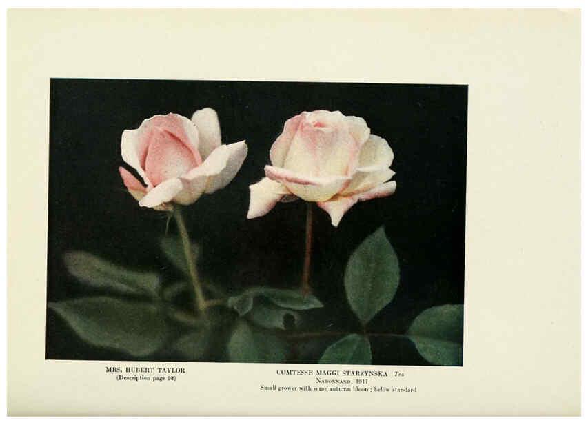 Reproducción/Reproduction 6309189634: The practical book of outdoor rose growing for the home garden Philadelphia and London,J.B. Lippincott, Co.,1920
