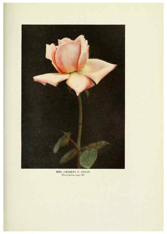 Reproducción/Reproduction 6309189514: The practical book of outdoor rose growing for the home garden Philadelphia and London,J.B. Lippincott, Co.,1920