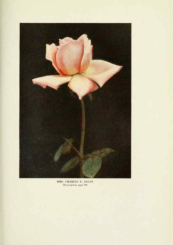 Reproducción/Reproduction 6309189514: The practical book of outdoor rose growing for the home garden Philadelphia and London,J.B. Lippincott, Co.,1920
