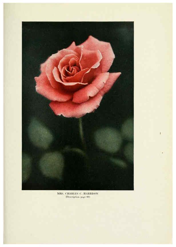 Reproducción/Reproduction 6309189346: The practical book of outdoor rose growing for the home garden Philadelphia and London,J.B. Lippincott, Co.,1920