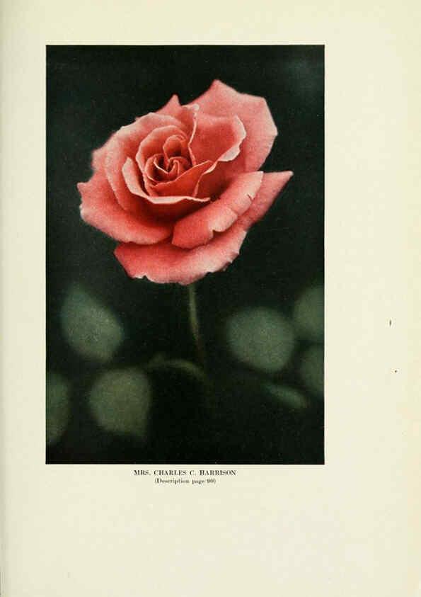 Reproducción/Reproduction 6309189346: The practical book of outdoor rose growing for the home garden Philadelphia and London,J.B. Lippincott, Co.,1920