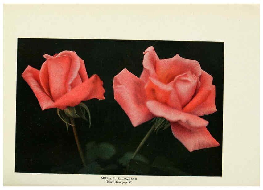 Reproducción/Reproduction 6308668185: The practical book of outdoor rose growing for the home garden Philadelphia and London,J.B. Lippincott, Co.,1920