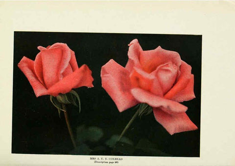 Reproducción/Reproduction 6308668185: The practical book of outdoor rose growing for the home garden Philadelphia and London,J.B. Lippincott, Co.,1920