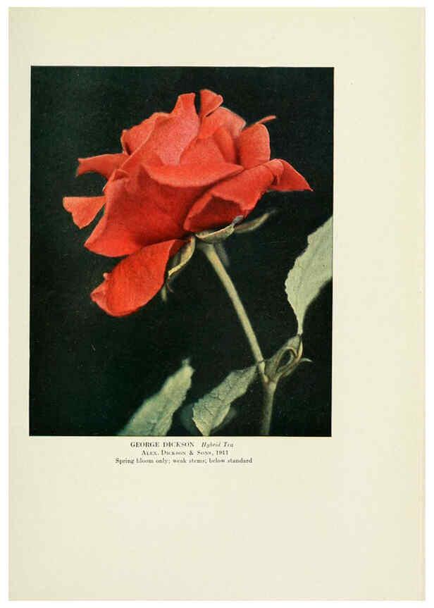 Reproducción/Reproduction 6308665675: The practical book of outdoor rose growing for the home garden Philadelphia and London,J.B. Lippincott, Co.,1920