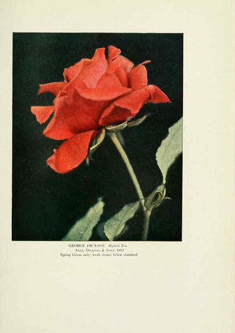 Reproducción/Reproduction 6308665675: The practical book of outdoor rose growing for the home garden Philadelphia and London,J.B. Lippincott, Co.,1920