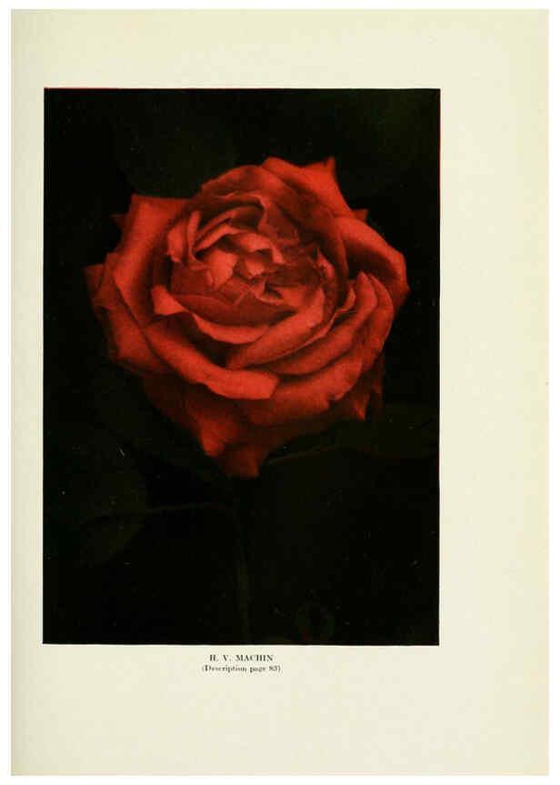 Reproducción/Reproduction 6309186770: The practical book of outdoor rose growing for the home garden Philadelphia and London,J.B. Lippincott, Co.,1920