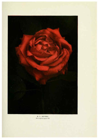 Reproducción/Reproduction 6309186770: The practical book of outdoor rose growing for the home garden Philadelphia and London,J.B. Lippincott, Co.,1920