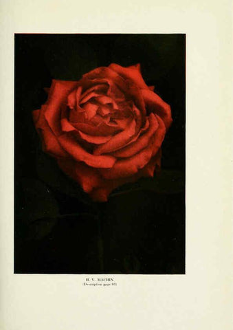 Reproducción/Reproduction 6309186770: The practical book of outdoor rose growing for the home garden Philadelphia and London,J.B. Lippincott, Co.,1920