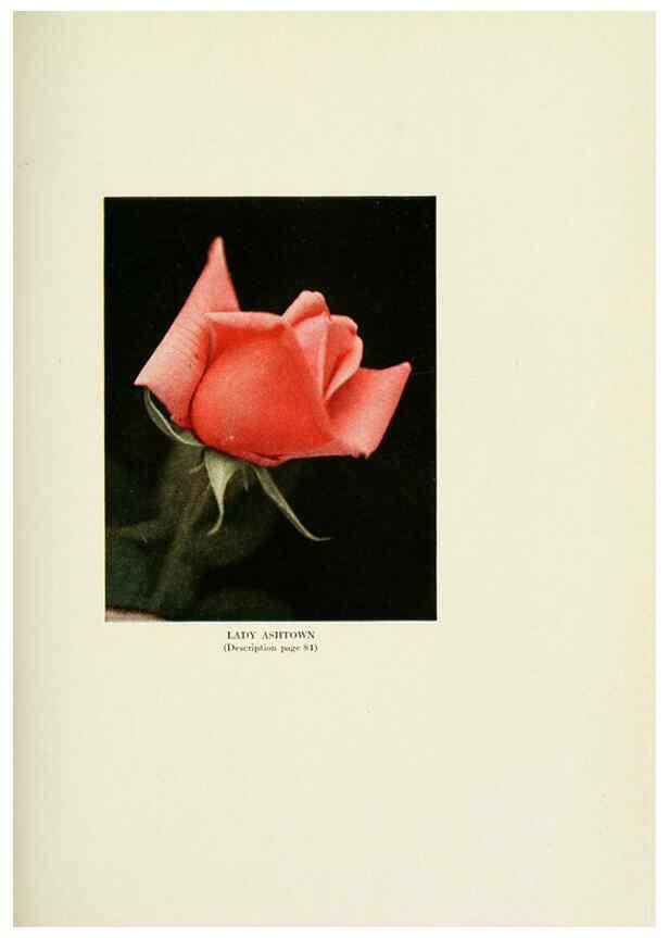 Reproducción/Reproduction 6308666003: The practical book of outdoor rose growing for the home garden Philadelphia and London,J.B. Lippincott, Co.,1920