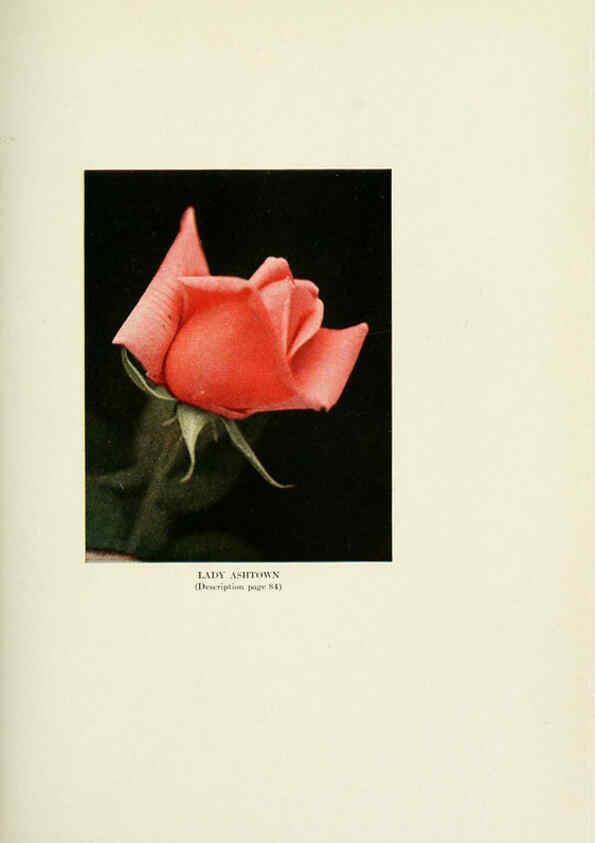 Reproducción/Reproduction 6308666003: The practical book of outdoor rose growing for the home garden Philadelphia and London,J.B. Lippincott, Co.,1920