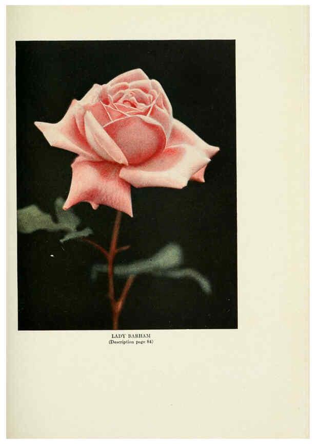 Reproducción/Reproduction 6309187112: The practical book of outdoor rose growing for the home garden Philadelphia and London,J.B. Lippincott, Co.,1920