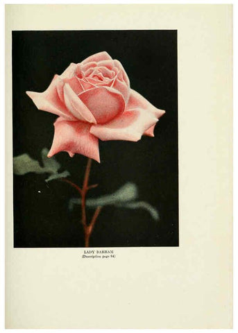 Reproducción/Reproduction 6309187112: The practical book of outdoor rose growing for the home garden Philadelphia and London,J.B. Lippincott, Co.,1920