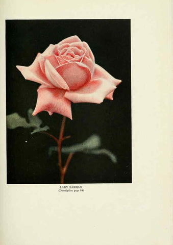 Reproducción/Reproduction 6309187112: The practical book of outdoor rose growing for the home garden Philadelphia and London,J.B. Lippincott, Co.,1920