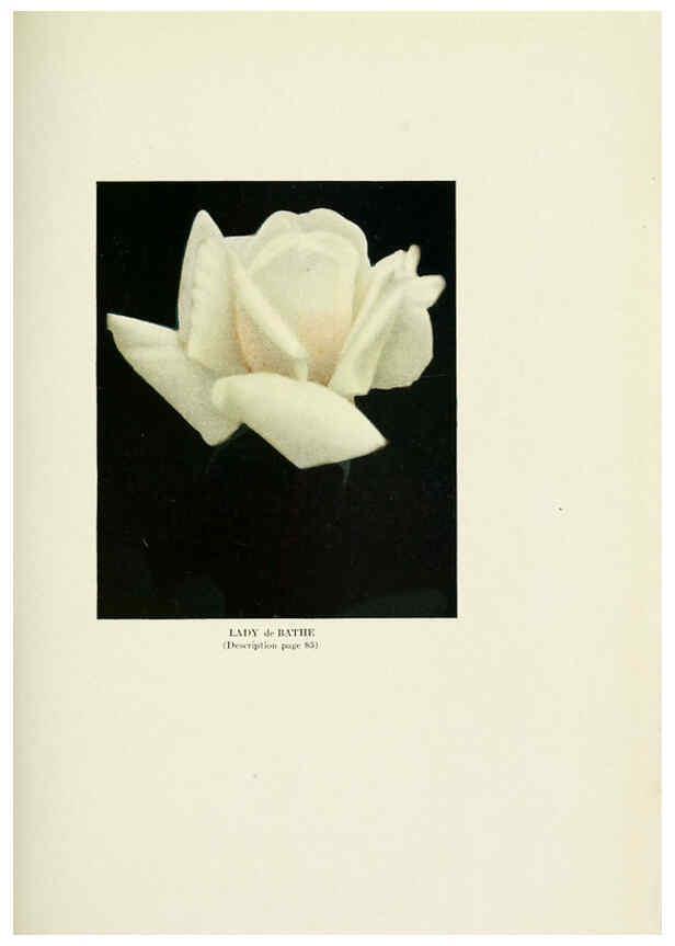 Reproducción/Reproduction 6308666339: The practical book of outdoor rose growing for the home garden Philadelphia and London,J.B. Lippincott, Co.,1920