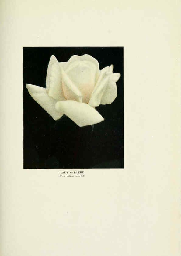 Reproducción/Reproduction 6308666339: The practical book of outdoor rose growing for the home garden Philadelphia and London,J.B. Lippincott, Co.,1920