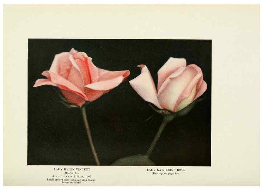 Reproducción/Reproduction 6308666513: The practical book of outdoor rose growing for the home garden Philadelphia and London,J.B. Lippincott, Co.,1920