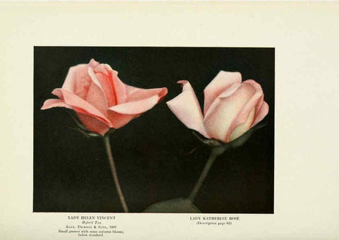 Reproducción/Reproduction 6308666513: The practical book of outdoor rose growing for the home garden Philadelphia and London,J.B. Lippincott, Co.,1920