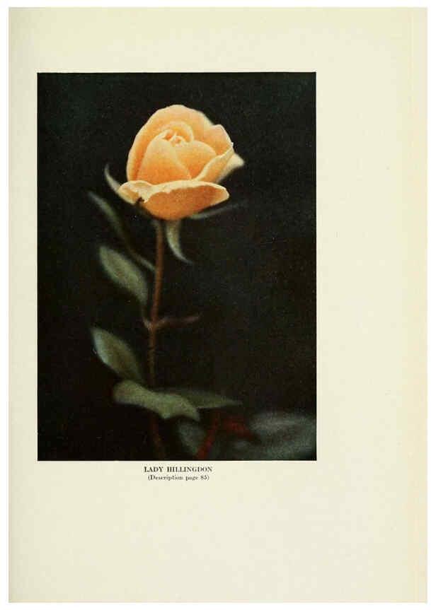 Reproducción/Reproduction 6309187622: The practical book of outdoor rose growing for the home garden Philadelphia and London,J.B. Lippincott, Co.,1920