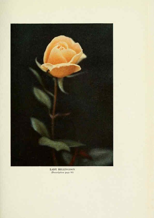 Reproducción/Reproduction 6309187622: The practical book of outdoor rose growing for the home garden Philadelphia and London,J.B. Lippincott, Co.,1920