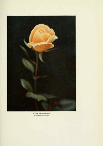 Reproducción/Reproduction 6309187622: The practical book of outdoor rose growing for the home garden Philadelphia and London,J.B. Lippincott, Co.,1920